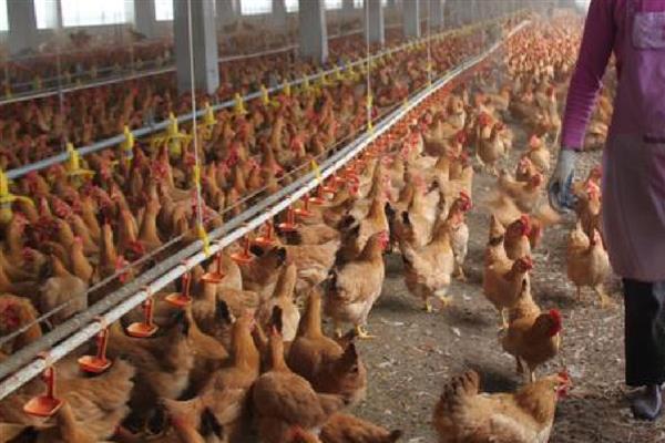 怎么靠养鸡赚钱,下面六点首先要了解