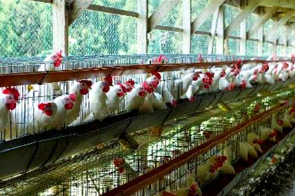怎么靠养鸡赚钱,下面六点首先要了解