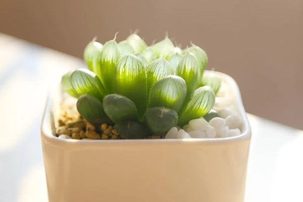 姬玉露有什么花语,代表活力十足、冰清玉洁等含义