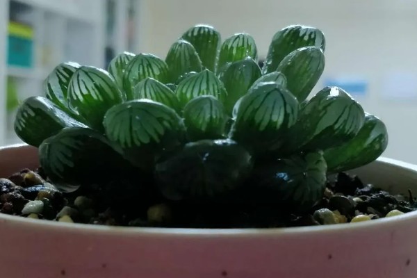 姬玉露有什么花语,代表活力十足、冰清玉洁等含义