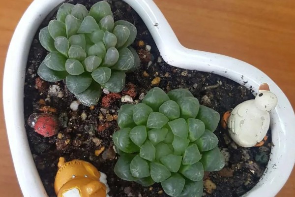 姬玉露有什么花语,代表活力十足、冰清玉洁等含义