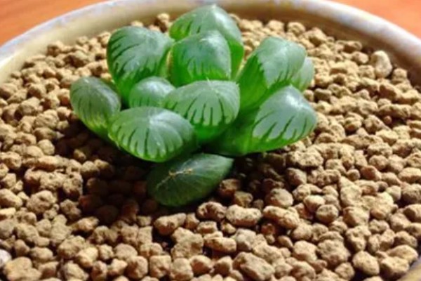 姬玉露有什么花语,代表活力十足、冰清玉洁等含义