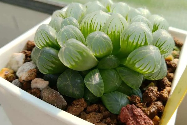 姬玉露有什么花语,代表活力十足、冰清玉洁等含义