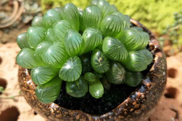 姬玉露有什么花语,代表活力十足、冰清玉洁等含义