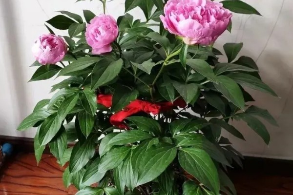 芍药不能种屋前的原因，被强光暴晒后会发黄枯萎