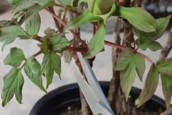 芍药不能种屋前的原因，被强光暴晒后会发黄枯萎