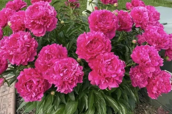 芍药不能种屋前的原因，被强光暴晒后会发黄枯萎