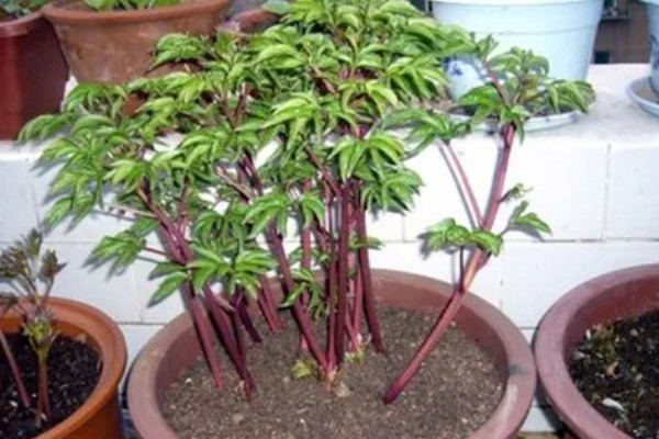 芍药不能种屋前的原因，被强光暴晒后会发黄枯萎