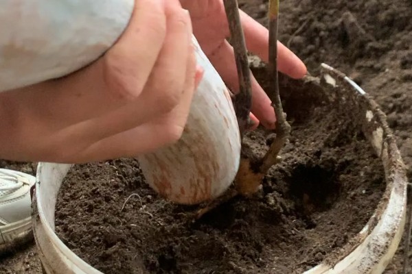 芍药不能种屋前的原因，被强光暴晒后会发黄枯萎