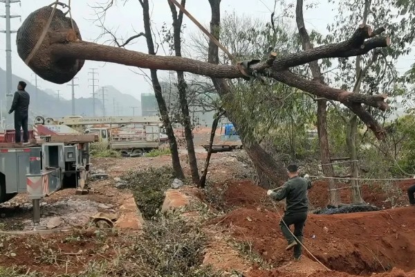 大树移植技术,移植前一年先将树的根系给断掉