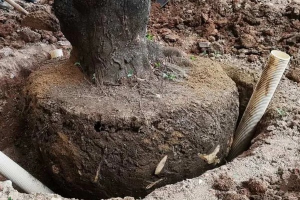 大树移植技术,移植前一年先将树的根系给断掉