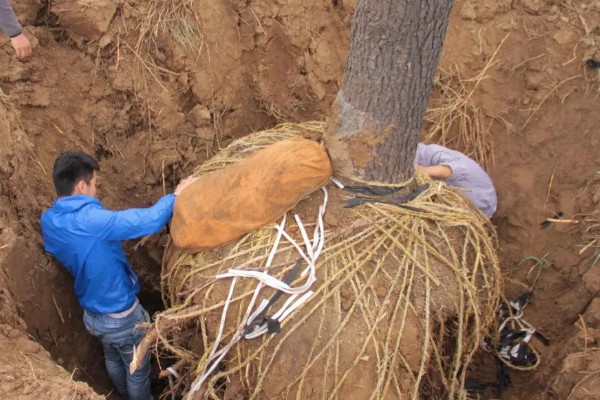 大树移植技术,移植前一年先将树的根系给断掉