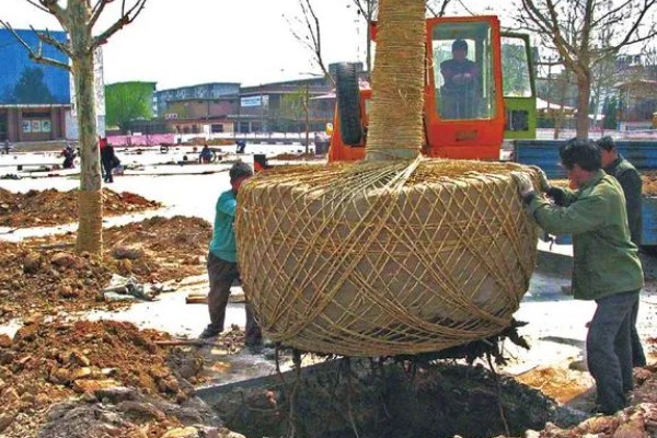 大树移植技术,移植前一年先将树的根系给断掉