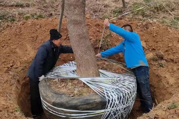 大树移植技术,移植前一年先将树的根系给断掉