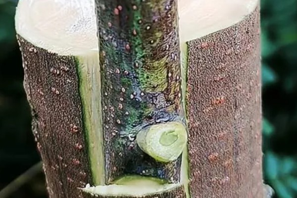 大树移植技术,移植前一年先将树的根系给断掉