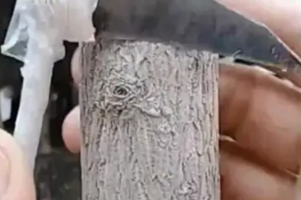 大树移植技术,移植前一年先将树的根系给断掉