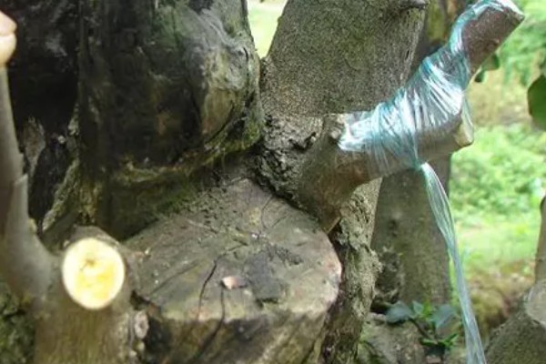 大树移植技术,移植前一年先将树的根系给断掉