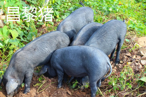 河北昌黎的特产，有昌黎扇贝、昌黎葡萄酒等种类