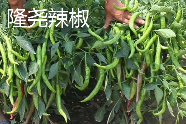 河北隆尧县的特产,有隆尧香梨、隆尧大葱等