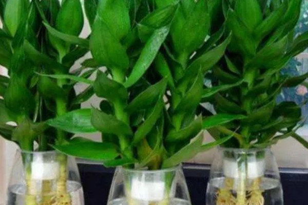 观音竹有什么花语，代表平安、高尚、节节高升