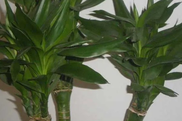 观音竹有什么花语，代表平安、高尚、节节高升