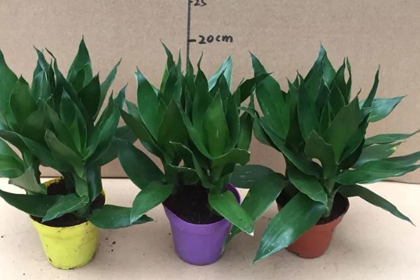 观音竹有什么花语，代表平安、高尚、节节高升