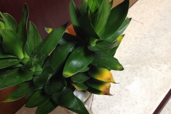 观音竹有什么花语，代表平安、高尚、节节高升