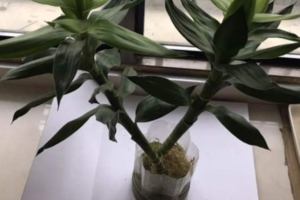 观音竹有什么花语，代表平安、高尚、节节高升