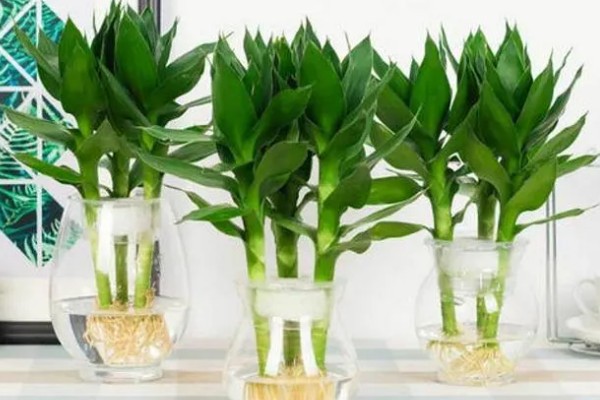 观音竹有什么花语，代表平安、高尚、节节高升