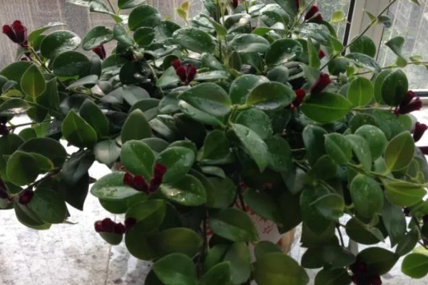 口红吊兰不开花的原因,可能是土壤不适、缺少阳光等因素造成