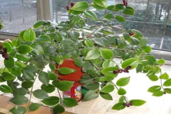 口红吊兰不开花的原因,可能是土壤不适、缺少阳光等因素造成