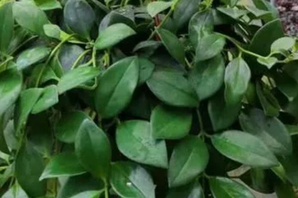 口红吊兰不开花的原因,可能是土壤不适、缺少阳光等因素造成