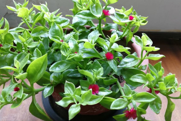 口红吊兰不开花的原因,可能是土壤不适、缺少阳光等因素造成