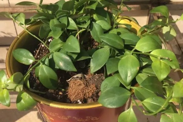 口红吊兰不开花的原因,可能是土壤不适、缺少阳光等因素造成