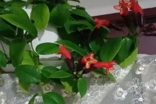 口红吊兰不开花的原因,可能是土壤不适、缺少阳光等因素造成