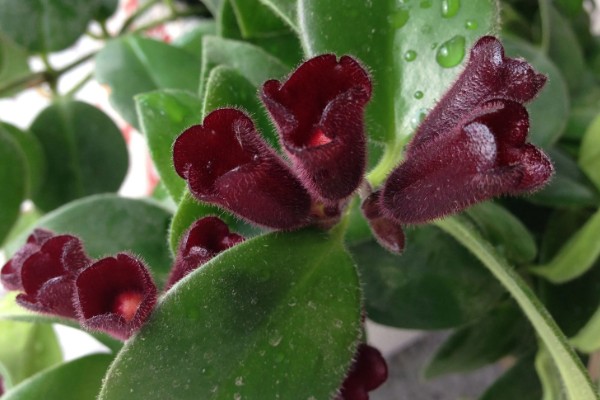 口红吊兰不开花的原因,可能是土壤不适、缺少阳光等因素造成