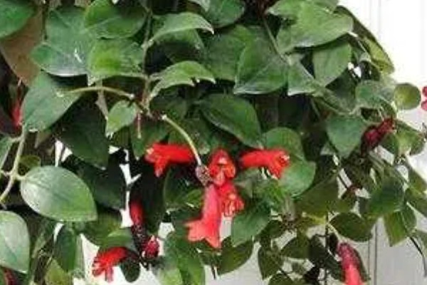 口红吊兰不开花的原因,可能是土壤不适、缺少阳光等因素造成