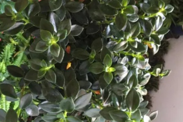 口红吊兰不开花的原因,可能是土壤不适、缺少阳光等因素造成