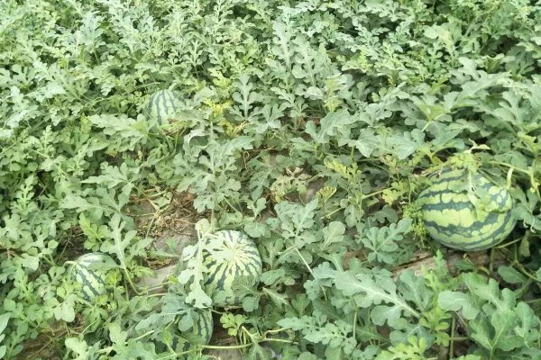 西瓜产于哪里，主产于河南、山东、浙江等省份