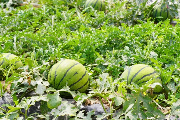 西瓜产于哪里，主产于河南、山东、浙江等省份