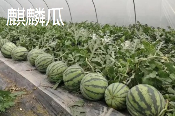 西瓜产于哪里，主产于河南、山东、浙江等省份