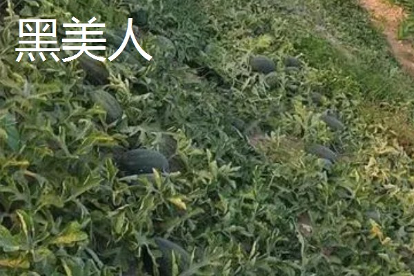 西瓜产于哪里，主产于河南、山东、浙江等省份