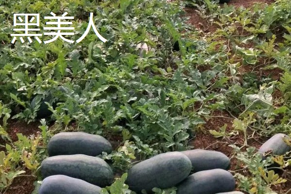 西瓜产于哪里，主产于河南、山东、浙江等省份