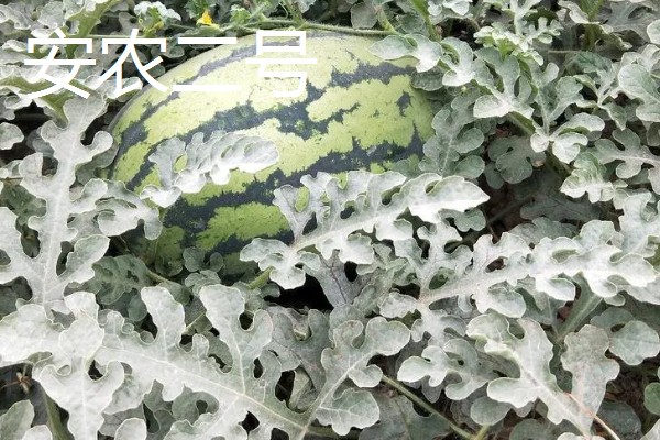 西瓜产于哪里，主产于河南、山东、浙江等省份