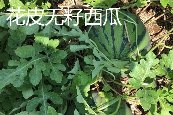 西瓜产于哪里，主产于河南、山东、浙江等省份