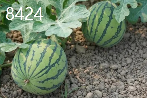 西瓜产于哪里，主产于河南、山东、浙江等省份