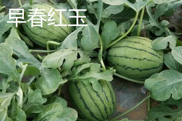 西瓜产于哪里，主产于河南、山东、浙江等省份