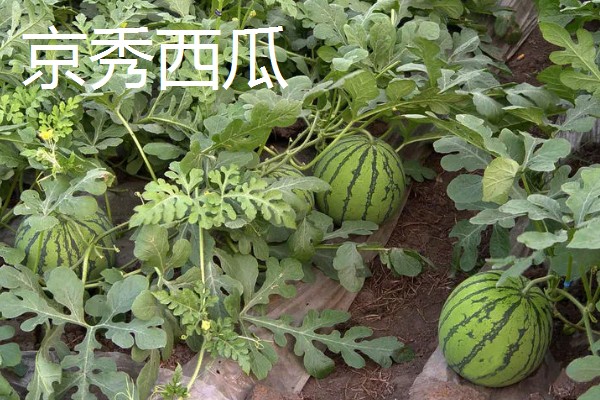 西瓜产于哪里，主产于河南、山东、浙江等省份