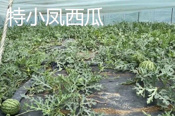 西瓜产于哪里，主产于河南、山东、浙江等省份