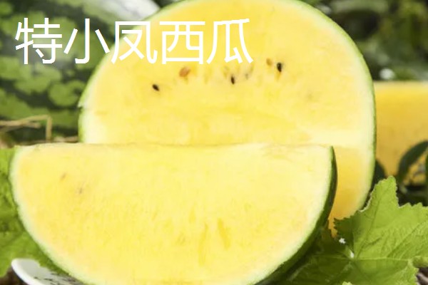 西瓜产于哪里，主产于河南、山东、浙江等省份